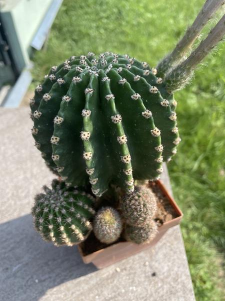 Echinopsis Hybr. multicolor